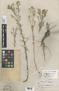 Dieteria canescens image