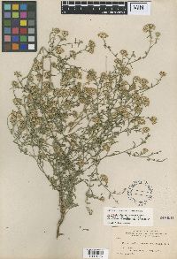 Dieteria canescens image