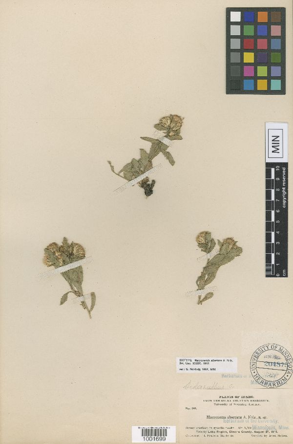 Triniteurybia aberrans image