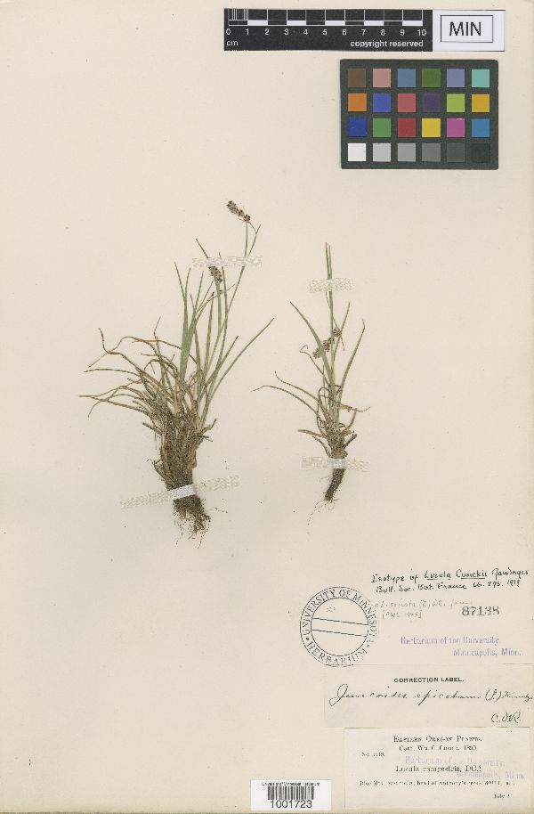 Luzula cusickii image