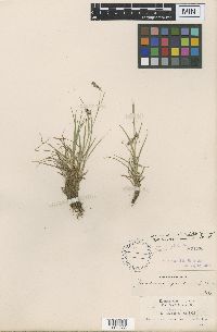 Media resource of Luzula cusickii