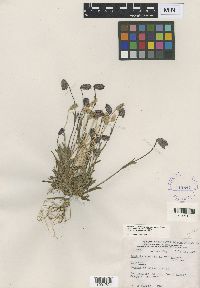 Silene uralensis image