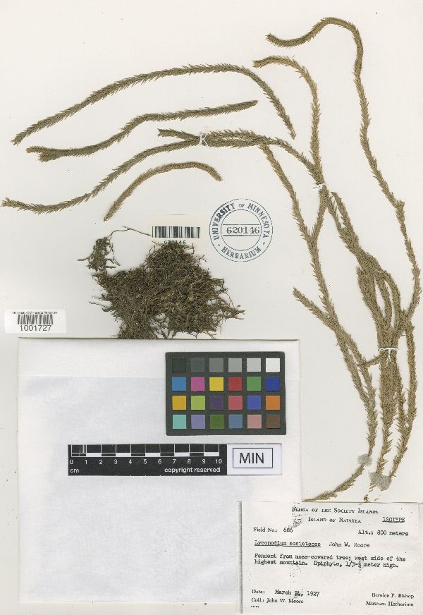 Phlegmariurus haeckelii image