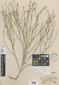 Lygodesmia juncea image