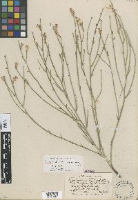 Lygodesmia juncea image