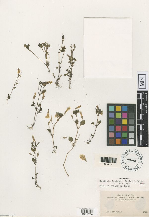 Erythranthe ampliata image