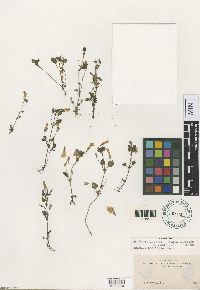 Media resource of Erythranthe ampliata