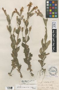 Media resource of Erythranthe cardinalis