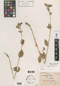 Erythranthe guttata image
