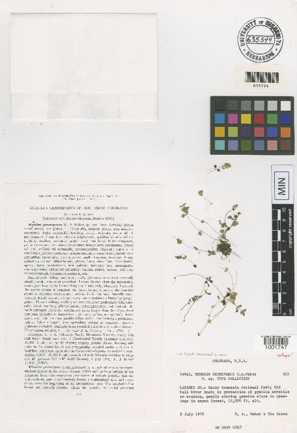 Erythranthe gemmipara image