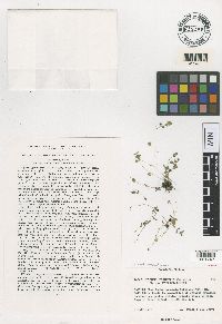 Media resource of Erythranthe gemmipara