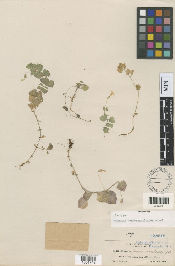 Erythranthe jungermannioides image