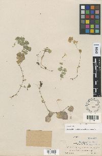 Media resource of Erythranthe jungermannioides