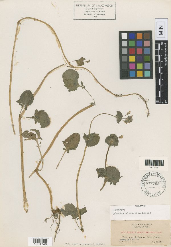 Erythranthe arvensis image