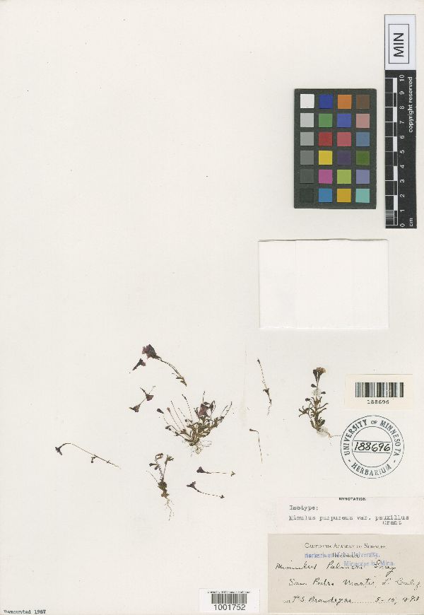 Mimulus purpureus image