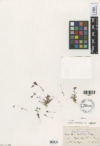 Media resource of Mimulus purpureus