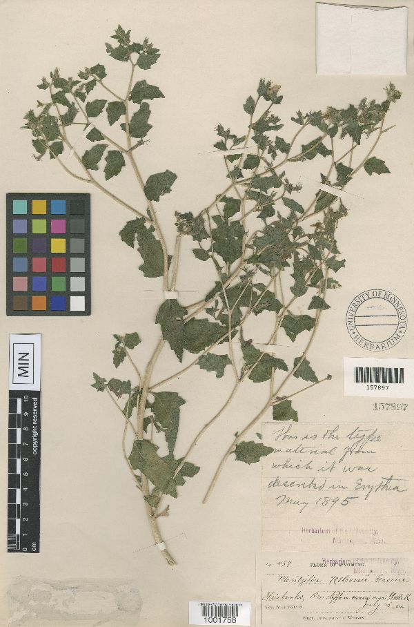 Mentzelia nelsonii image
