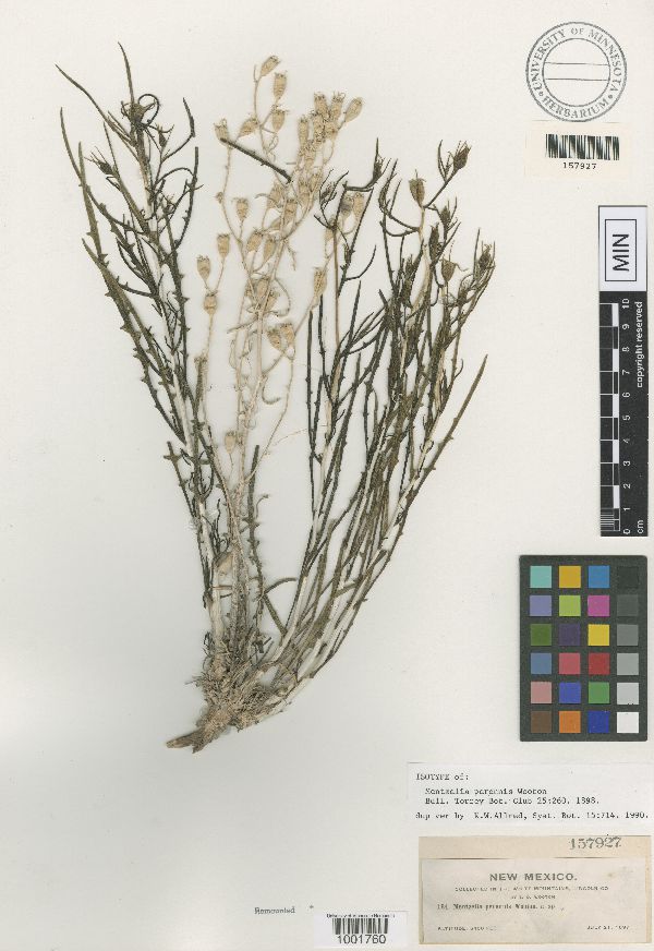 Mentzelia perennis image