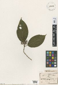 Image of Miconia cuernavacana