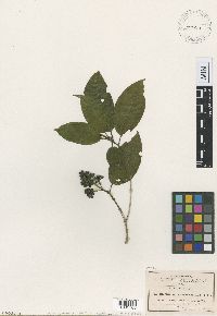 Thumbnail image of current specimen