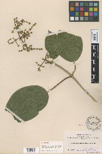 Image of Miconia cyanocarpa