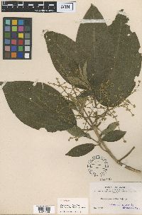 Image of Miconia glomerulifera