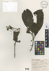 Image of Miconia oldemanii