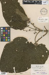 Image of Miconia plumifera