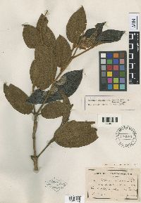 Image of Miconia rubiginosa