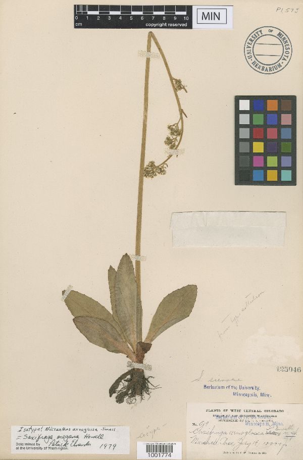 Micranthes oregana image