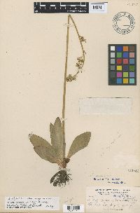 Media resource of Micranthes oregana