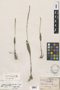 Image of Malaxis streptopetala