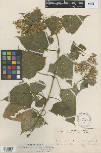 Image of Mikania camporum