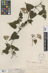 Image of Mikania stenomeres