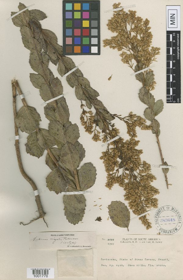 Mikania virgata image