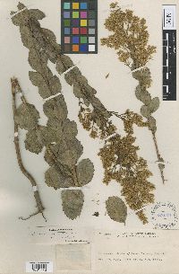 Image of Mikania virgata
