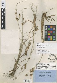 Thumbnail image of current specimen