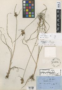 Thumbnail image of current specimen