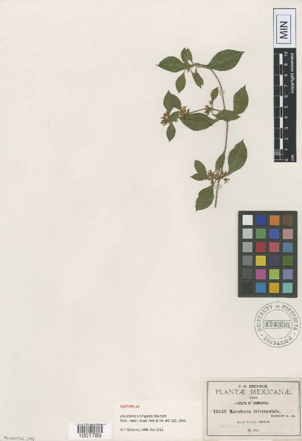 Marsdenia trivirgulata image