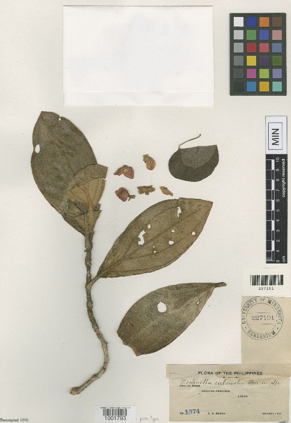 Medinilla calcicola image