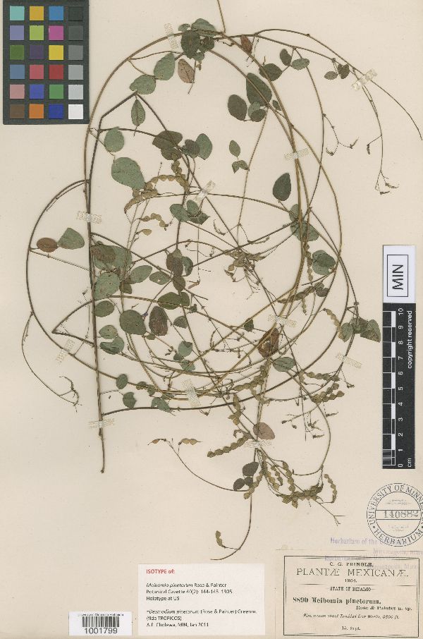Desmodium pinetorum image