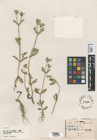 Image Associated With the Occurrence