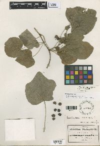 Image of Menispermum canadense