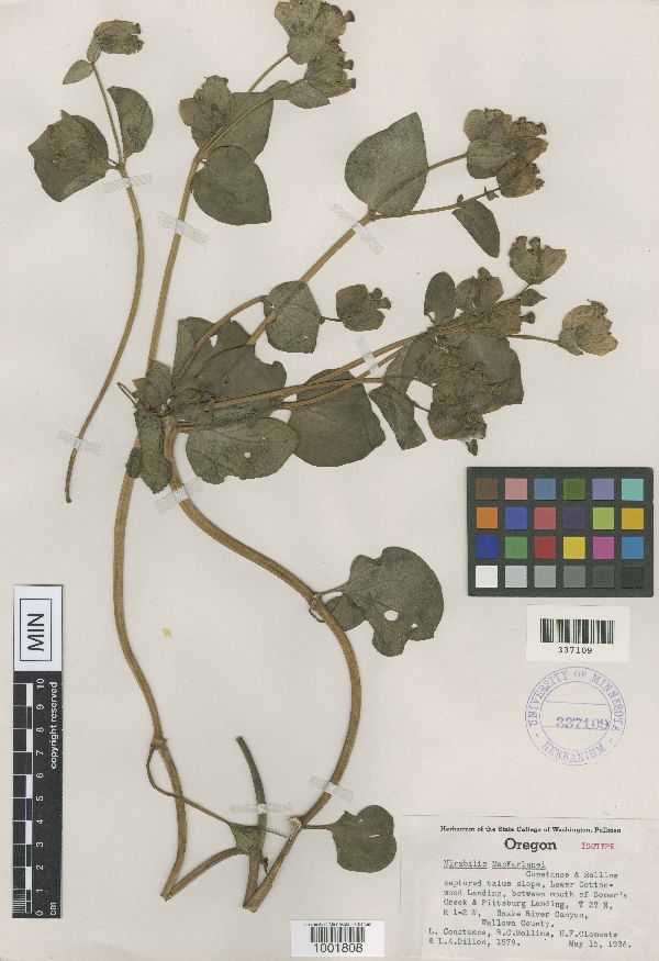 Mirabilis macfarlanei image