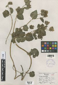 Media resource of Mirabilis macfarlanei