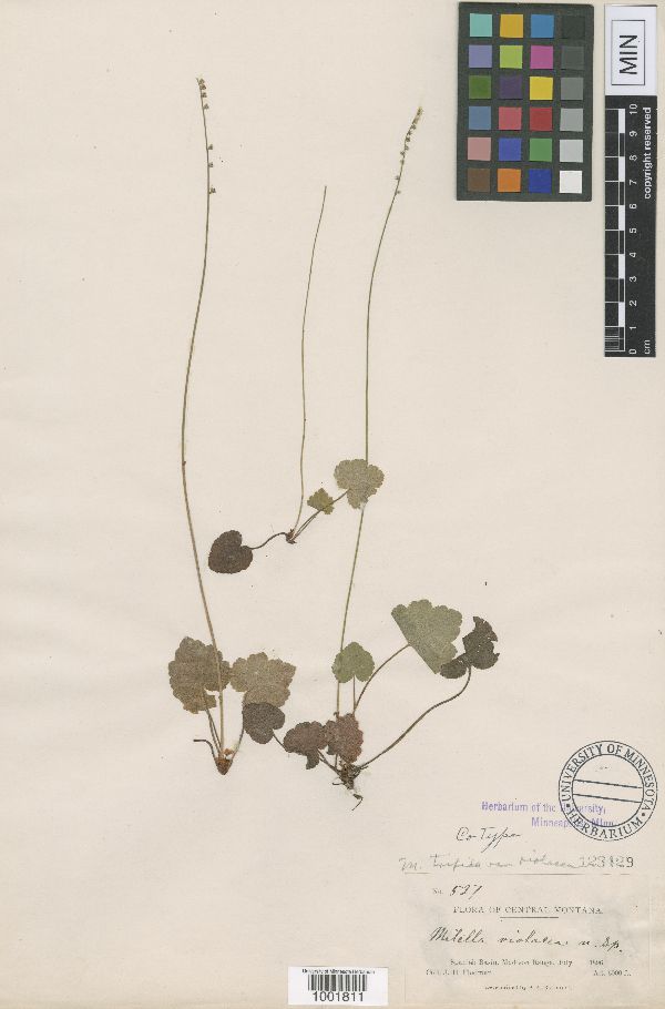 Ozomelis trifida image