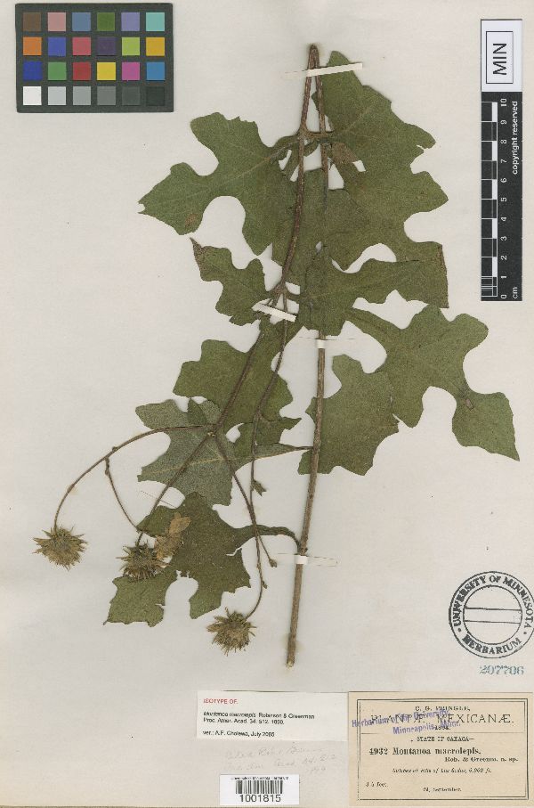 Montanoa macrolepis image