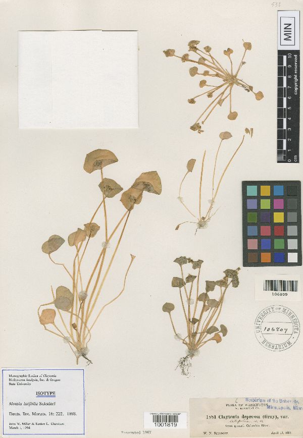 Montia latifolia image