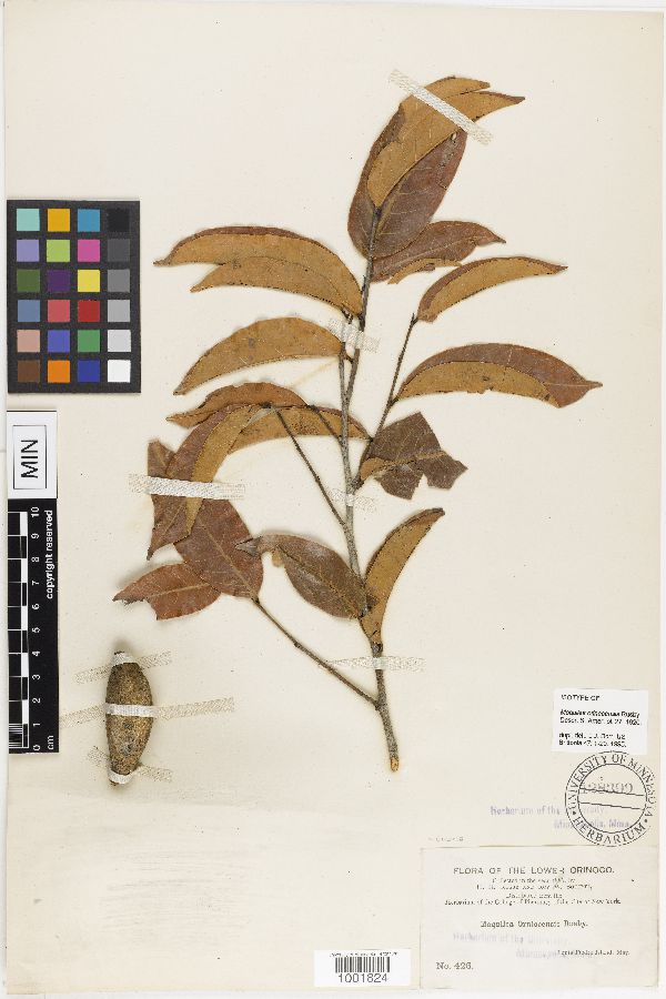 Licania apetala image