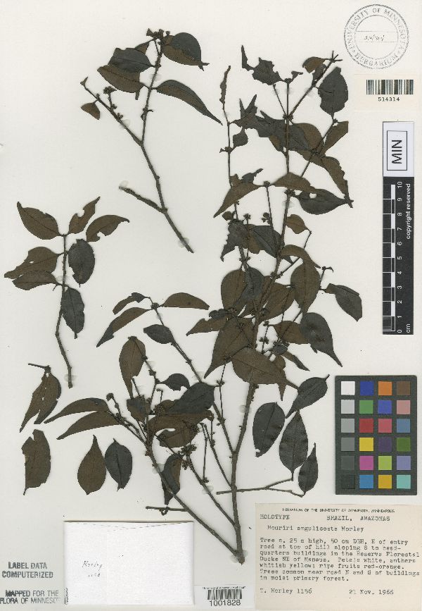 Mouriri angulicosta image